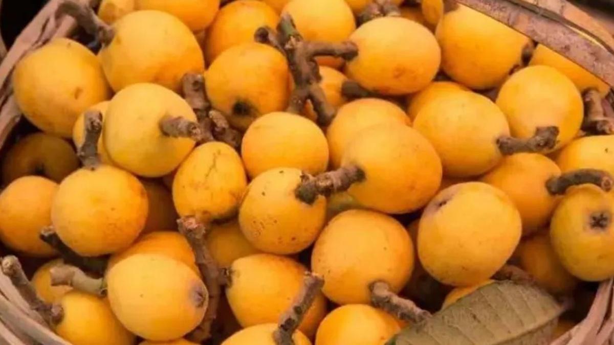 Yeni Dünya Ne Demek, Anlamı Nedir ve Hangi Yöreye Ait? Adana ve Çevresinde Kullanılan Bu Kelimenin Kökeni ve Günlük Konuşmadaki Kullanımı