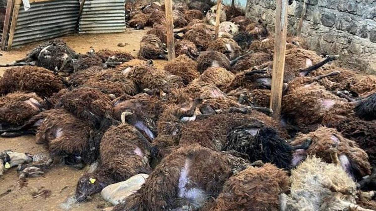 Kars Digor’da kurt dehşeti: 130 koyunu parçalayarak telef ettiler