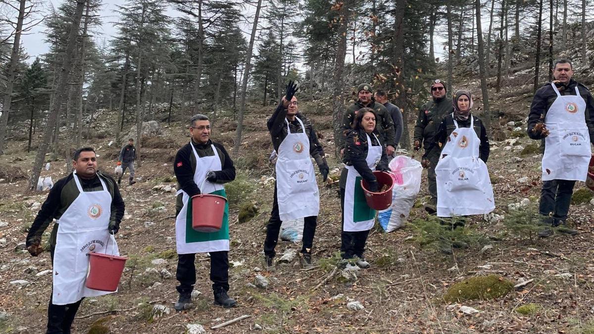 Bucak'ta karpelli sedir tohumları toprakla buluştu