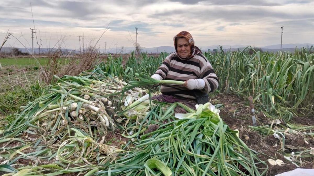 2026 tarım işçisi ücretleri belli oldu