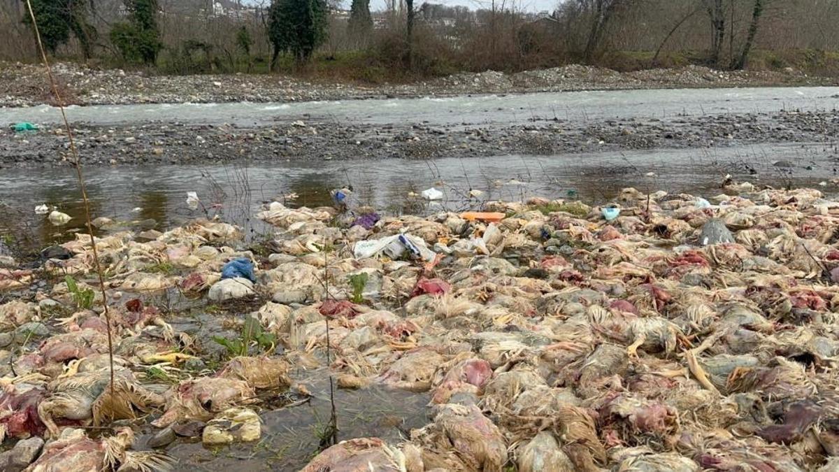 Zonguldak'ta onlarcası ölü bulundu: Çay yatağındaki katliam!