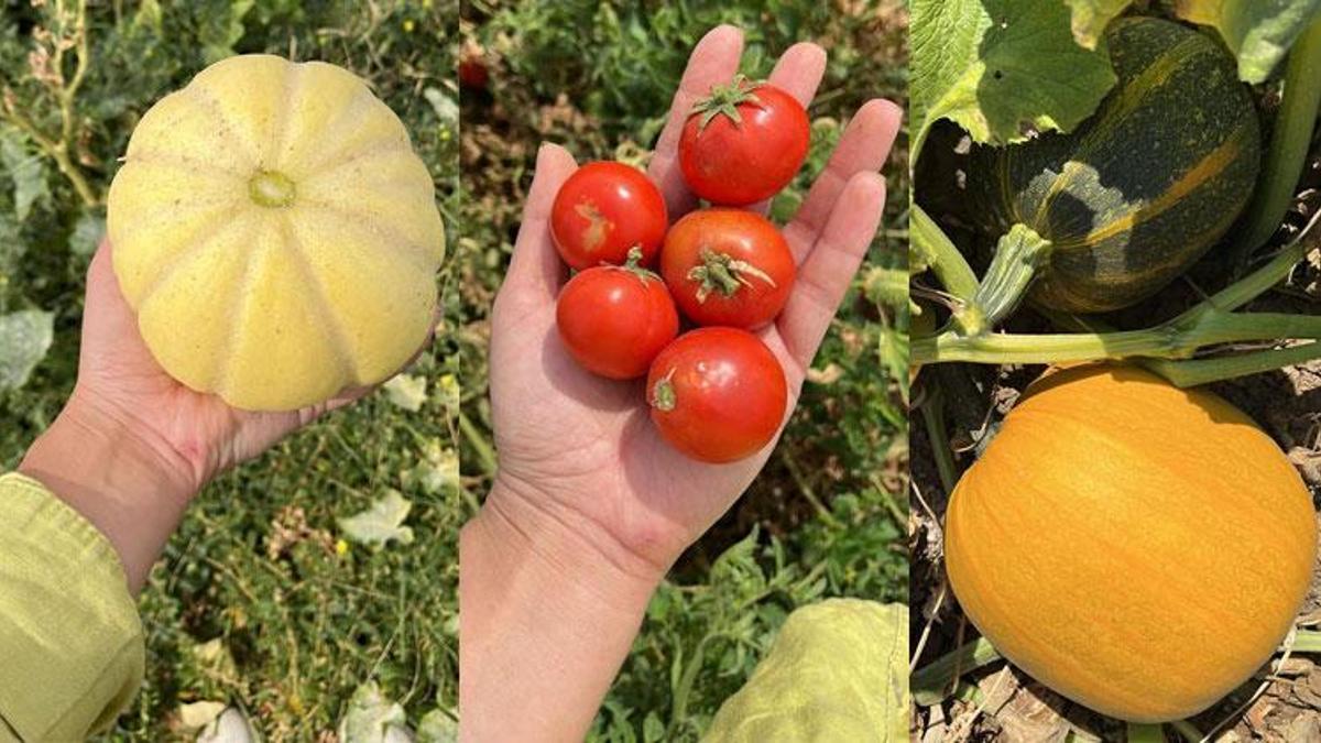 Ata Tohumları Balıkesir çiftçisinin envanterini güçlendiriyor