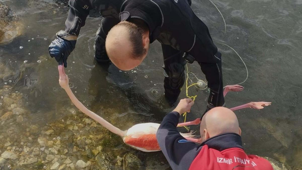 İpe dolanan flamingoyu itfaiye dalgıçları kurtardı