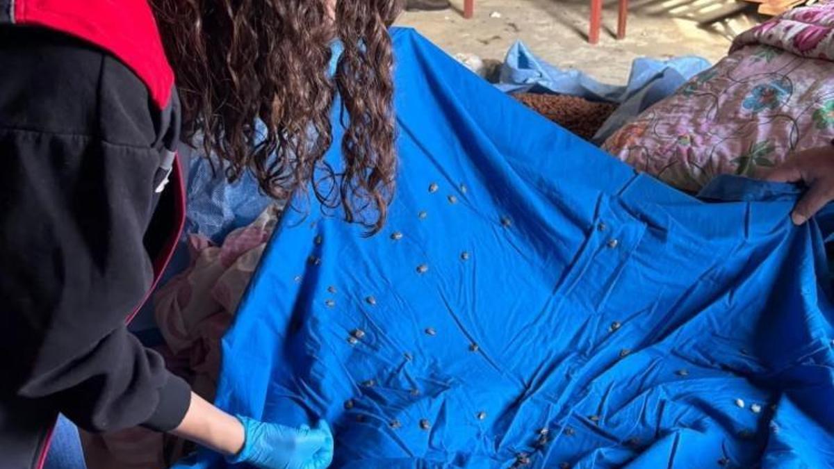 Giresun'da fındığın düşmanı yer altında bulundu: Her köylüden isteniyor