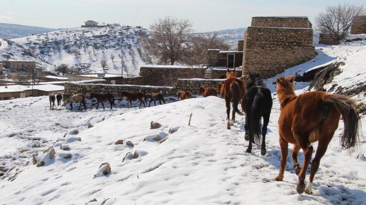 Şırnak'ta dağ eteğinde görülüyor: Bölgede hareket eden her şeye anlam katıyor