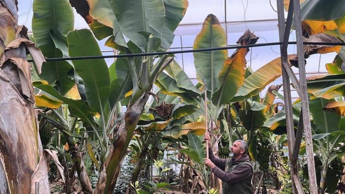 Antalya'da üretilip dünyanın dört bir yanına gönderiliyor! Kilosu 40 lira: Üreticinin yüzü güldü