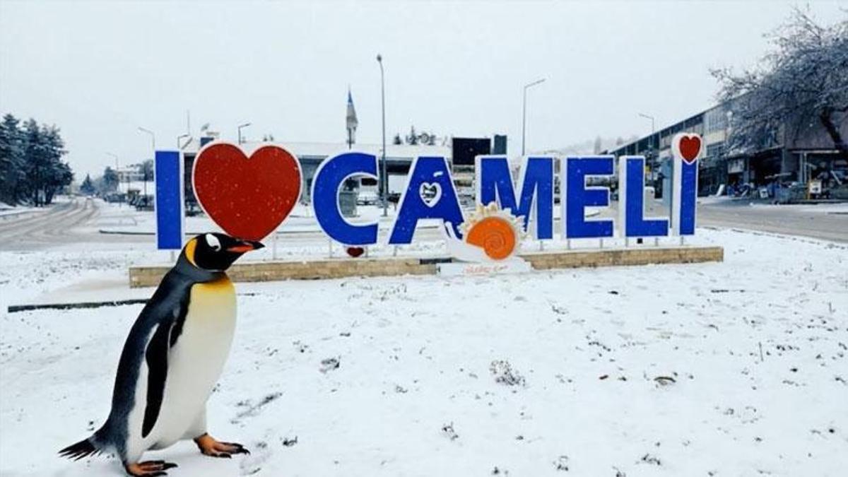 Denizli'de sürüden ayrılan nihilist penguen Çameli'ye uğradı