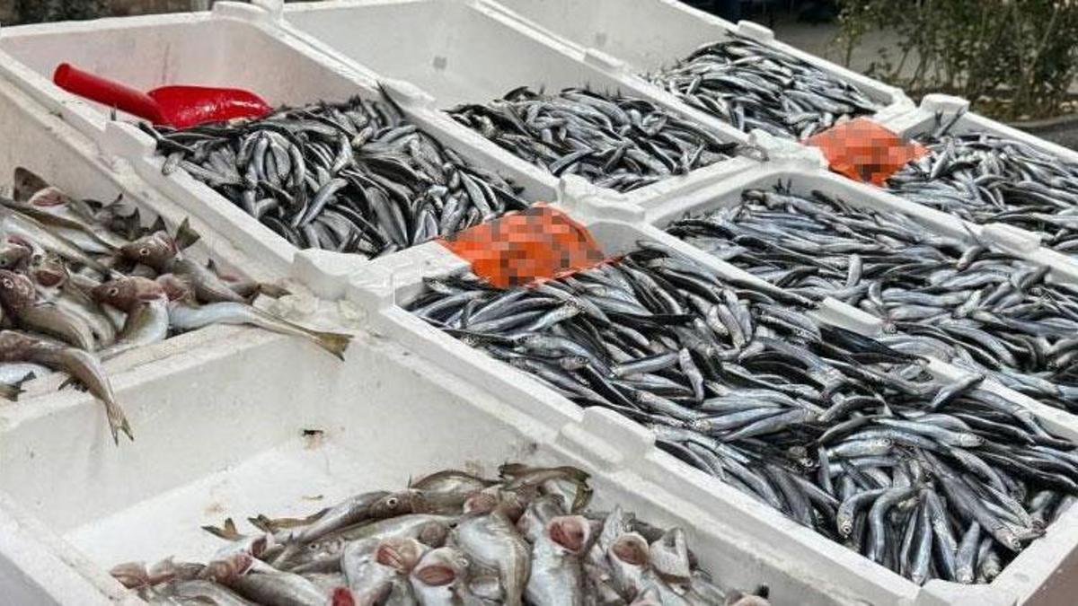 Zonguldak'ta hamsi yeniden tezgahlarda, 200 liradan alıcı buluyor