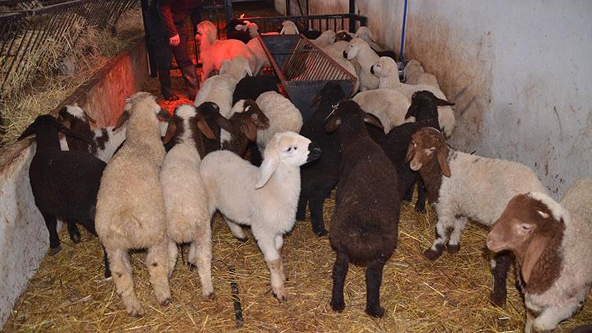 Muş'ta hayvancılıkta yeni dönem! İklim değişikliğine karşı dayanıklı geliştirilen ilk kuzular doğdu, verim rekoru kapıda