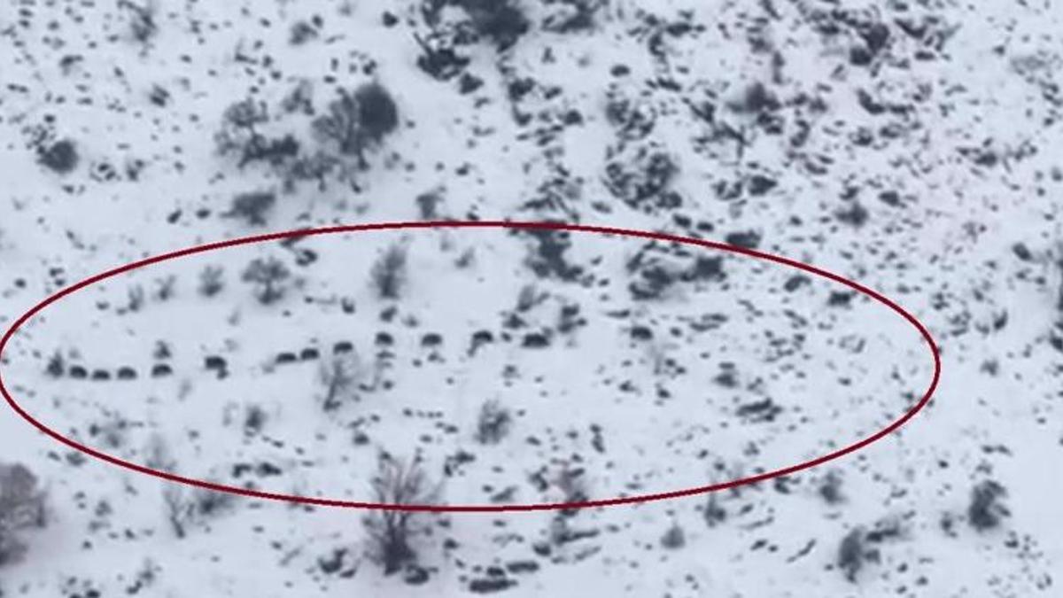 Diyarbakır'da belediye işçisi fark etti! Sürü halinde cep telefonuyla görüntüledi