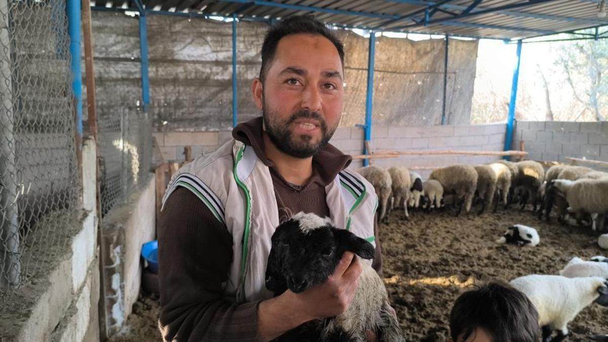 Hatay'da ilginç doğum! Çift başlı kuzu görenleri hayrete düşürüyor: 2 ağzı, 4 gözü var!