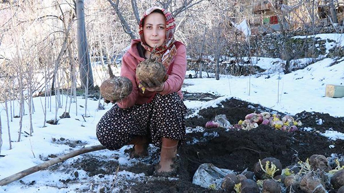 Hasat sonrası toprağın altına gömüyorlar! Köylülerin asırlık yöntemi herkesi şaşkına çeviriyor