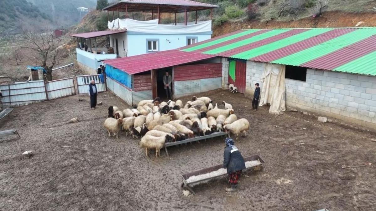 Gaziantep'te devlet desteğiyle tutundu: 8 bin adet telef olmuştu