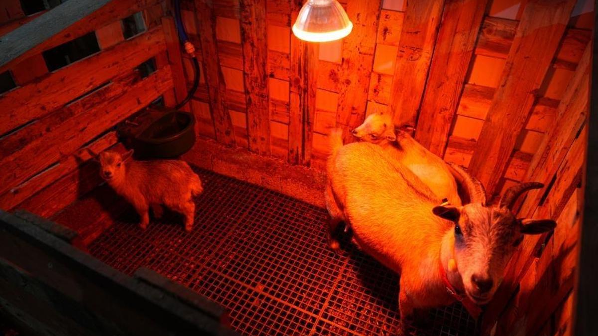 Ankara'da hobi olarak başladı: Evcil hayvanlara yeni alternatif yarattı!