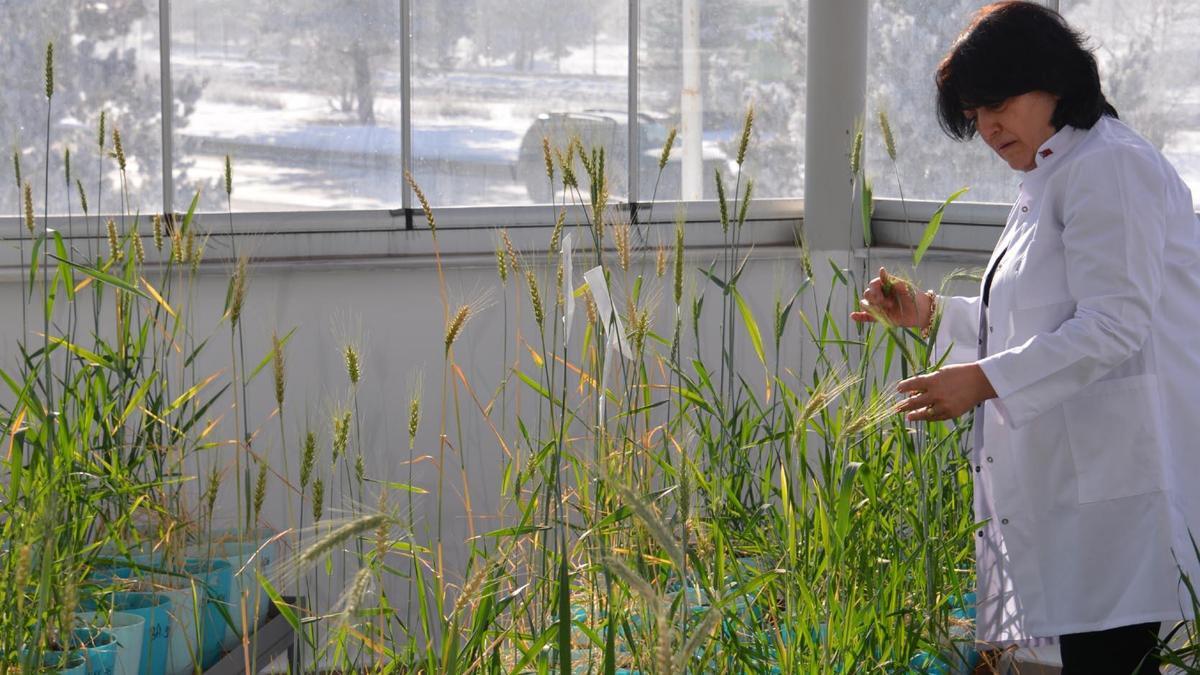 Eksi 21 derece kışa dayanıklı tohum çeşitleri geliştiriyorlar / Ek fotoğraflar