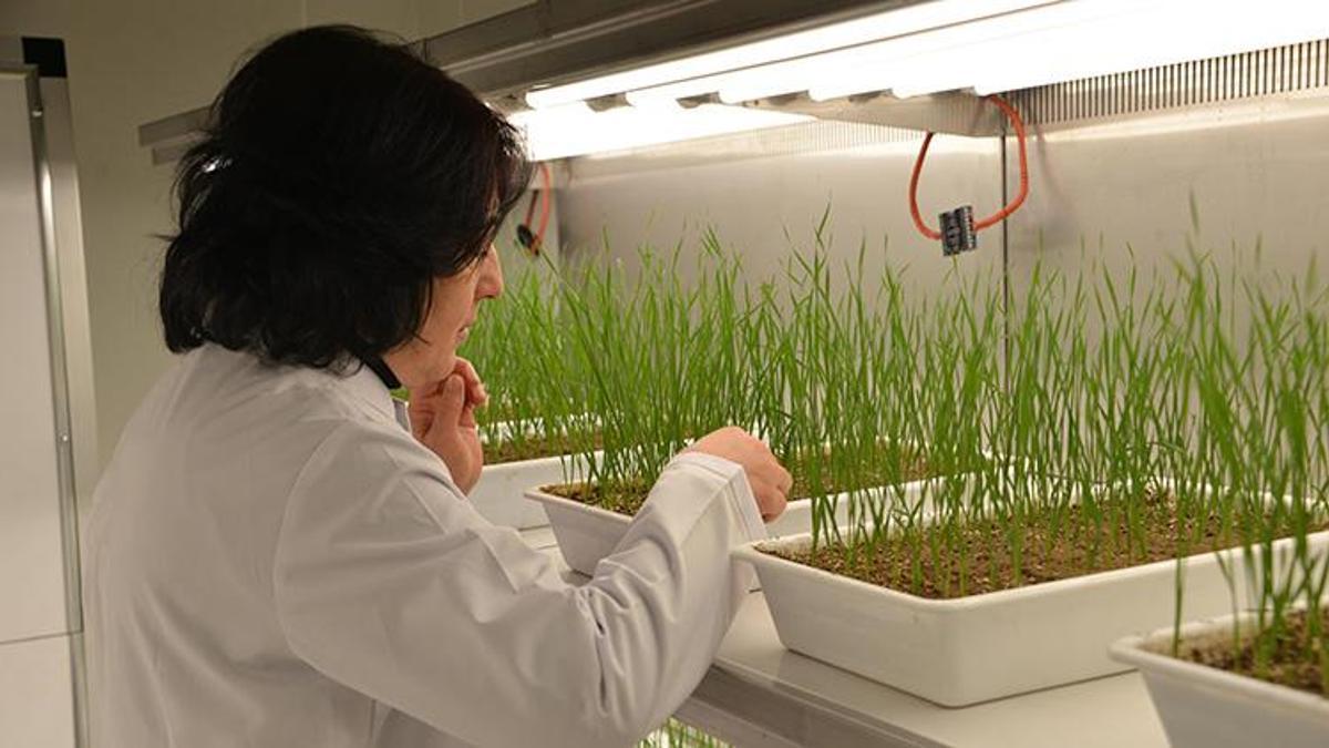 Eksi 21 dereceye meydan okuyor! Erzurum'da 'süper tohum' mesaisi: Kar yokken bile ölmeyen buğday geliştirildi