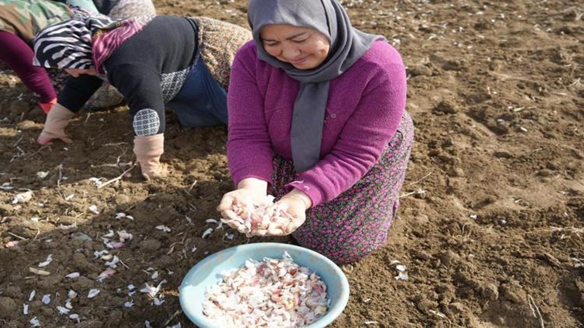 Kastamonu'da 4 bin aile bu üründen geçimini sağlıyor! Beyaz altın mesaisi erken başladı: Duyan tarlaya koştu