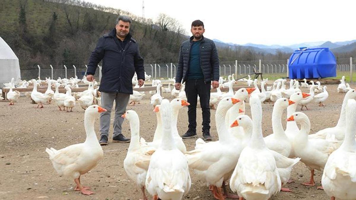 Ordu'da alım garantisi verildi! Üretici yetiştiriyor, kapış kapış satılıyor