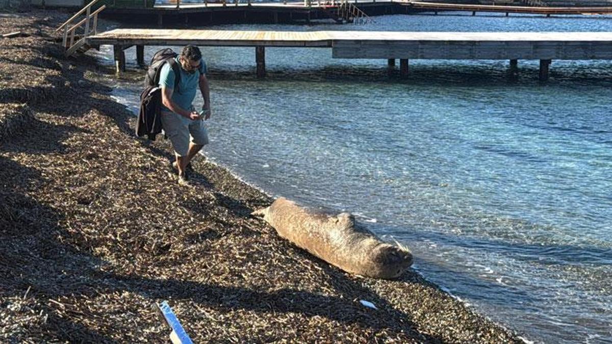 Nesli tehlike altındaki Akdeniz foku Bodrum sahilinde görüntülendi