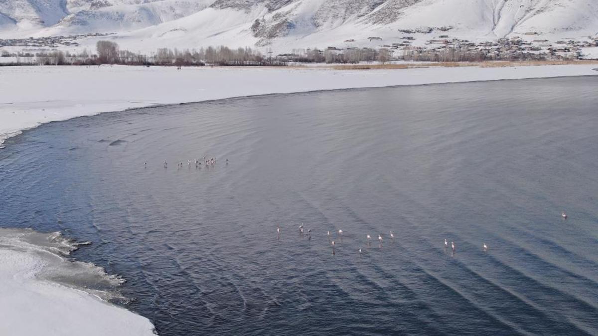 Flamingolar bu yıl da Van'ı çok sevdi!