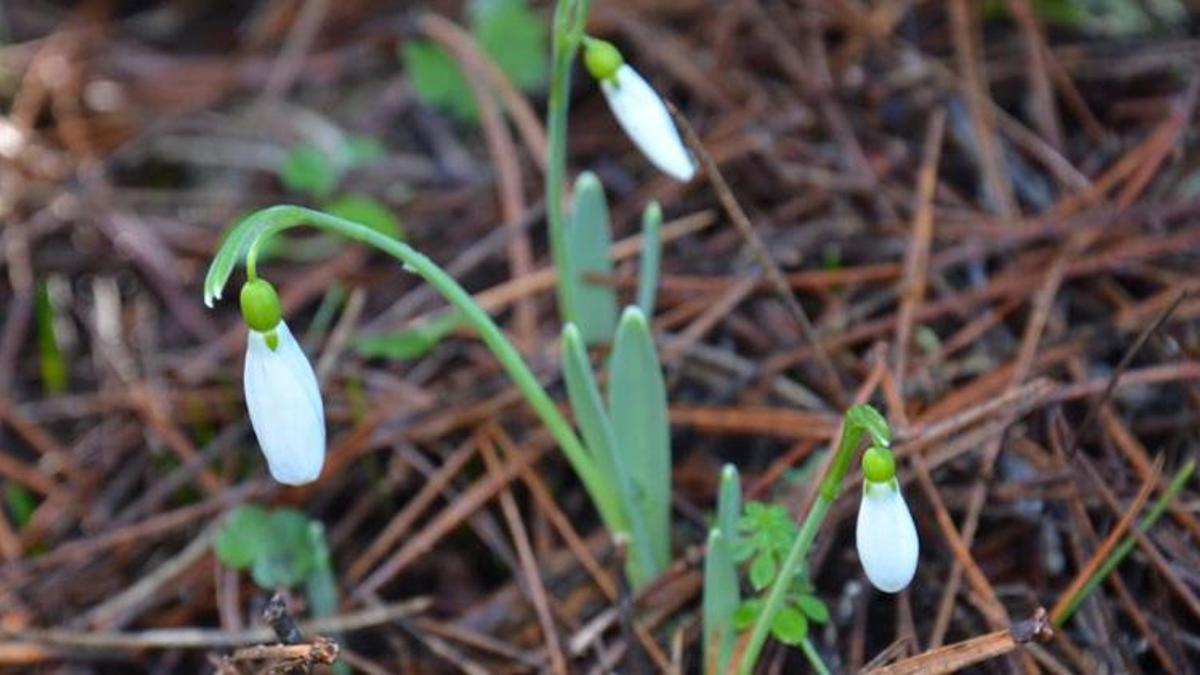 Cezası 5 yılda 7 kat arttı! Bu çiçeği koparmanın cezası dudak uçuklatıyor