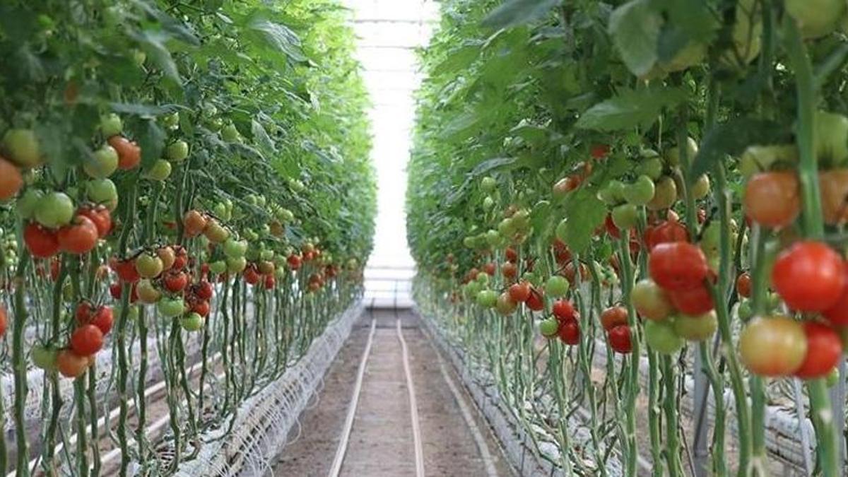 Samsunlu çiftçiye nefes aldıracak proje! 150 bin adet üretilecek, üreticinin geliri artacak