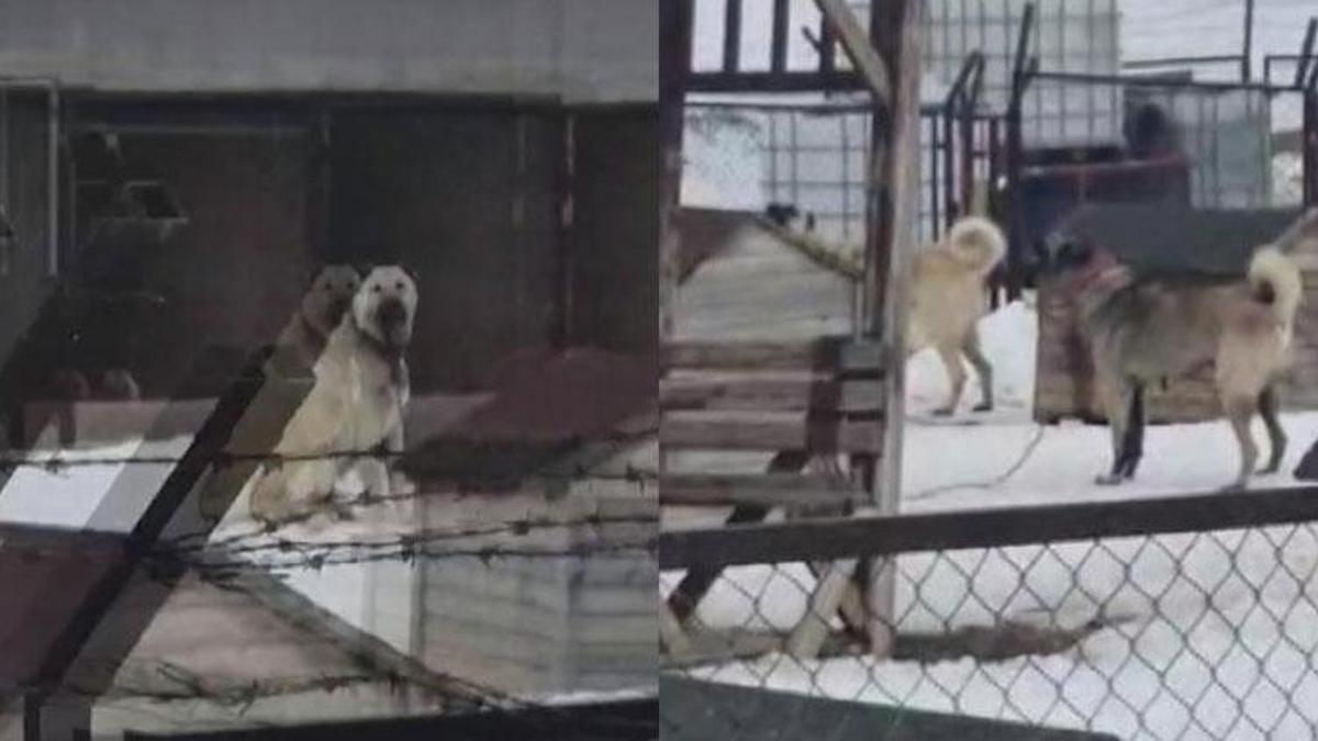 Sivas’taki Kangal köpekleri Erzincan’daki deprem öncesi tepki verdi