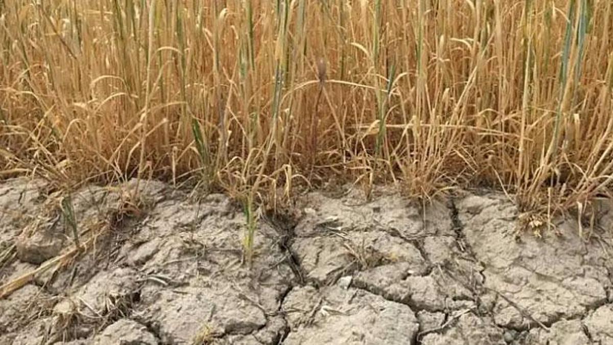 Konya'da kuraklık alarmı: 2026 sulama sezonunda kısıtlı sulama uygulanacak