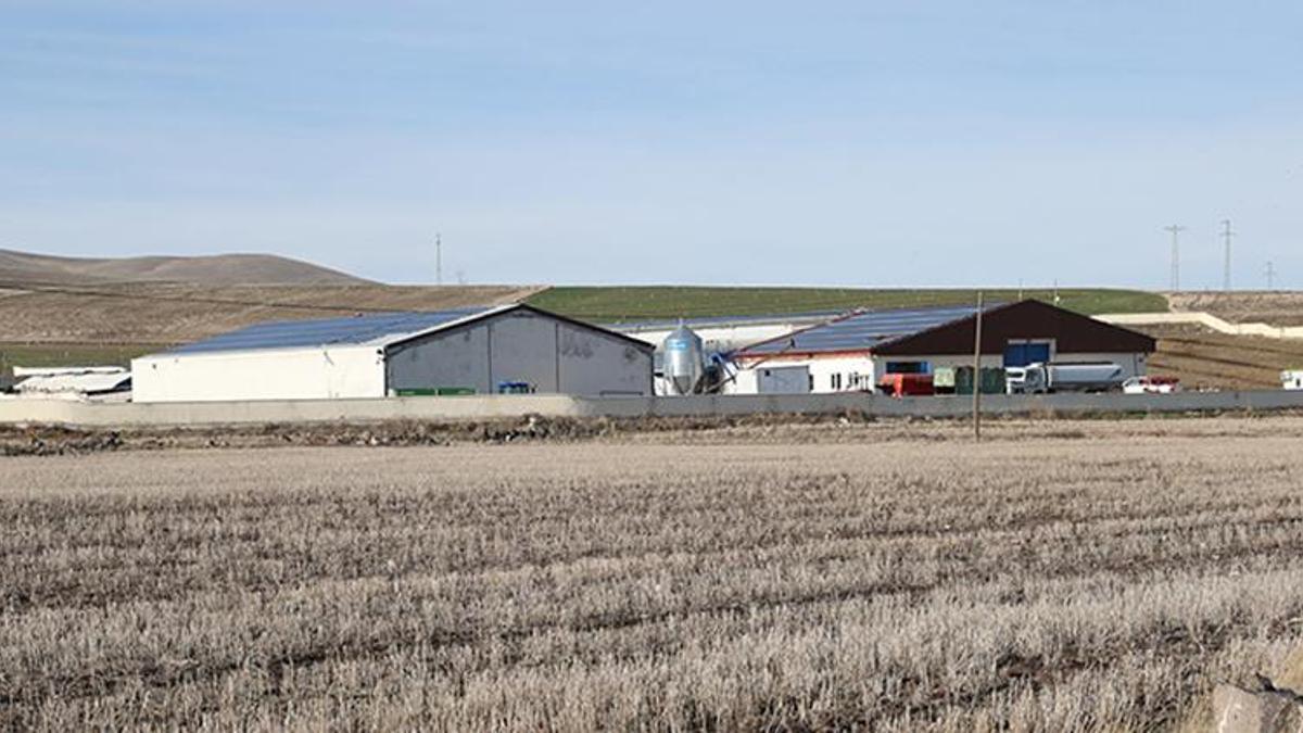 Nevşehir'in köyüne kurdu! 20 tane ile başladı, şimdi 160 tane var, günde tonlarca üretiyor