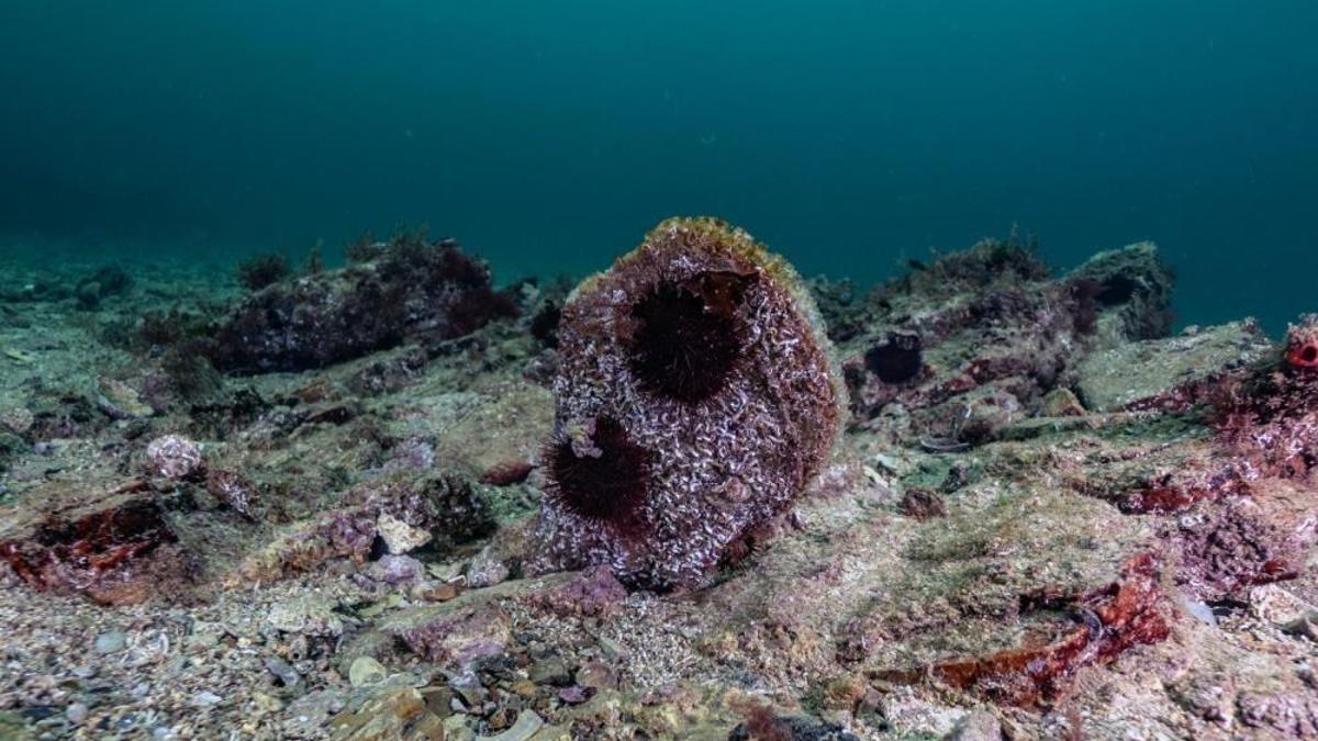 Akdeniz'de tükendi, Tuzla'da ortaya çıktı! Uzmanlar bile şaşırdı