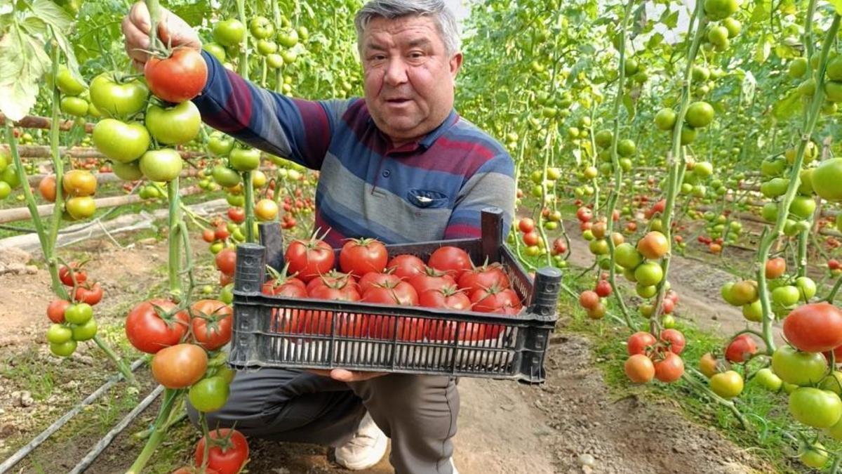 Kış mevsiminde lezzetli domates arayanların vazgeçilmezi! Manava gidenler bu ismi soruyor