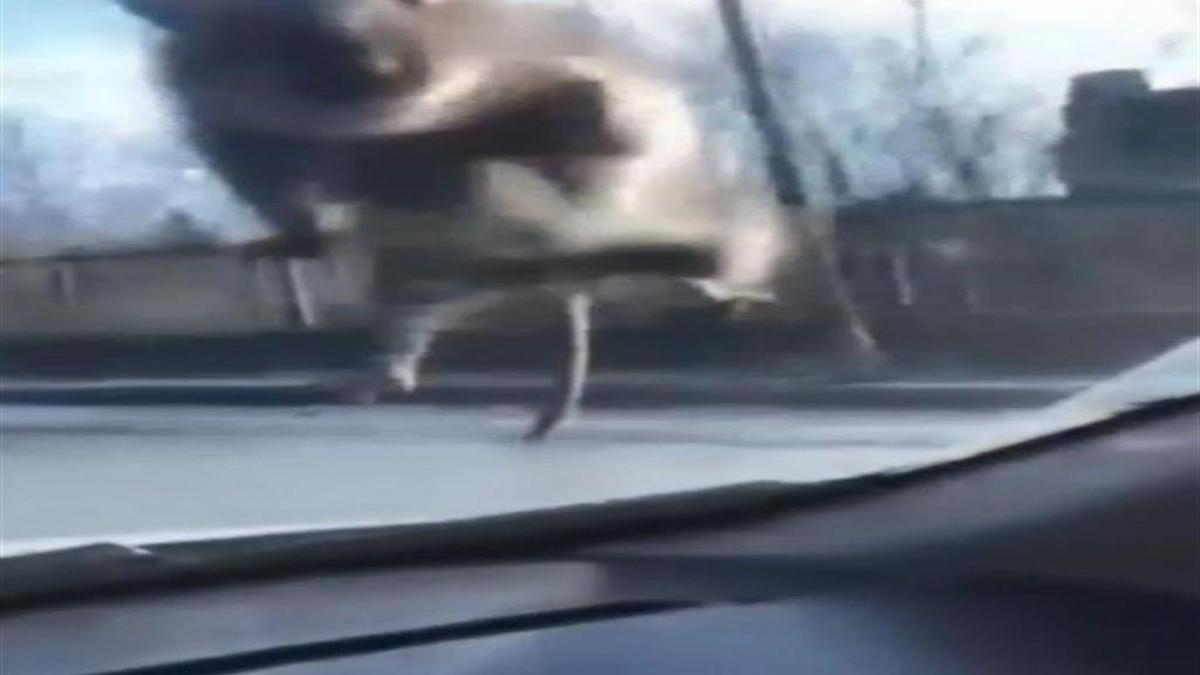 Araç camına fare atladı: Sürücüyü dinlemedi, polisten kaçtı!