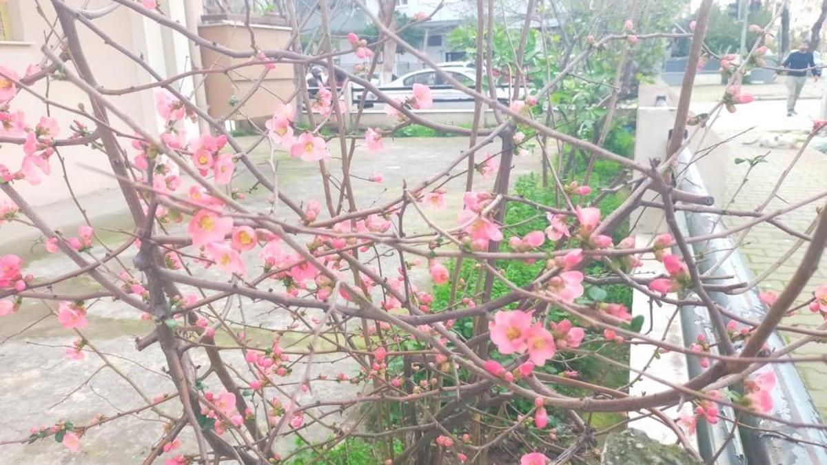 İzmir'de ağaçlar çiçek açtı