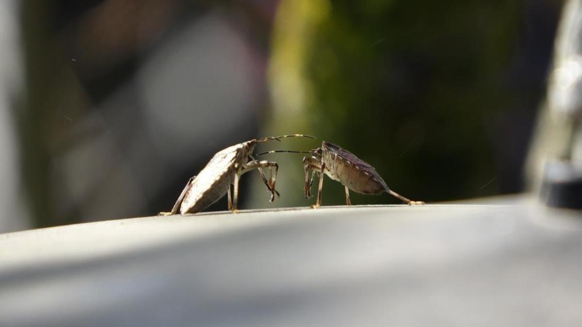 Karadeniz’de kahverengi kokarca seferberliği! 'Kışın imha edilmezse yazın sayısı 10 bini bulacak'
