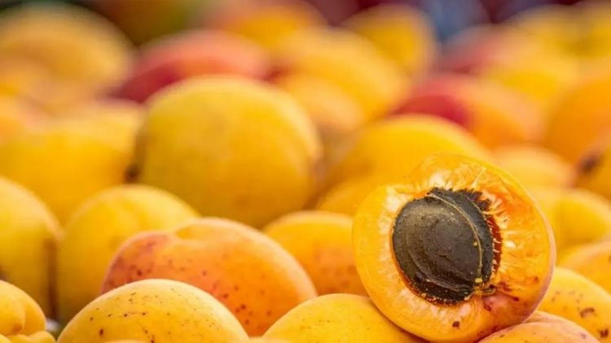 Malatya kayısısında devrim: Dünya çapında çalışma yaptı, bilimsel rehber oldu