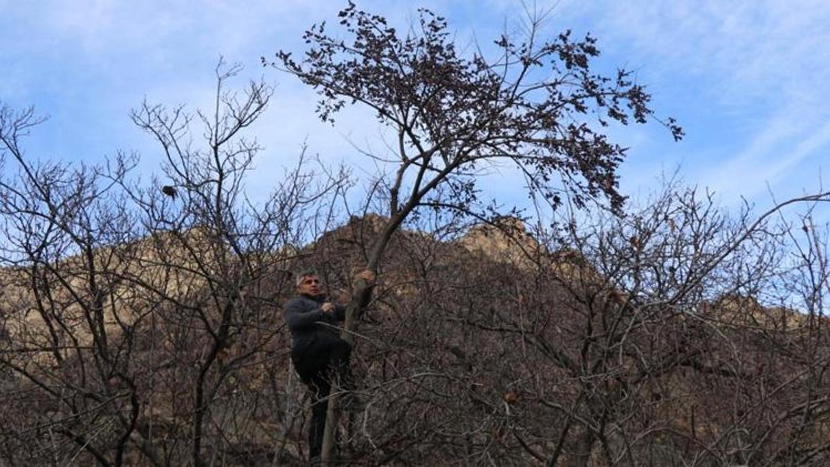 Erzurum'da kış ortasında şaşırtan manzara! Meyveler dalında tazeliğini koruyor: Kar altında hurma mesaisi