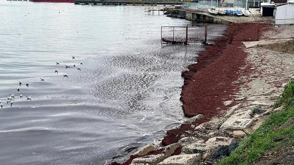 Marmara'da şaşırtan görüntü! Kırmızıya boyandı