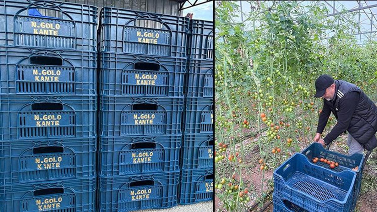 Fenerbahçeli üreticinin Kante sevgisi! Sarı-lacivert aşkı tarlaya taştı