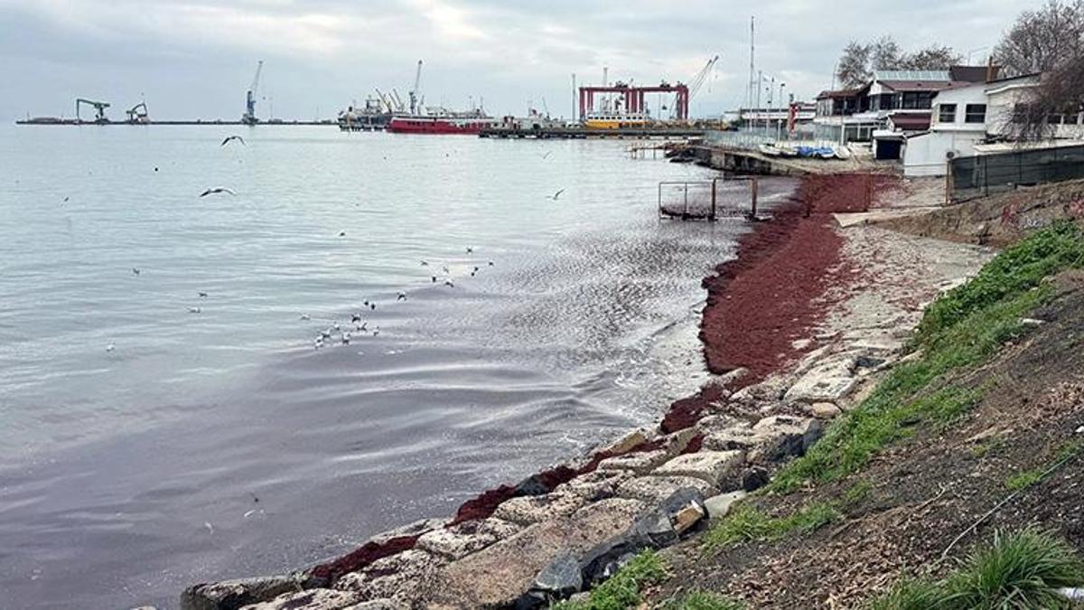 Tekirdağ'da poyrazdan sonra deniz kıyıları kırmızı renge büründü