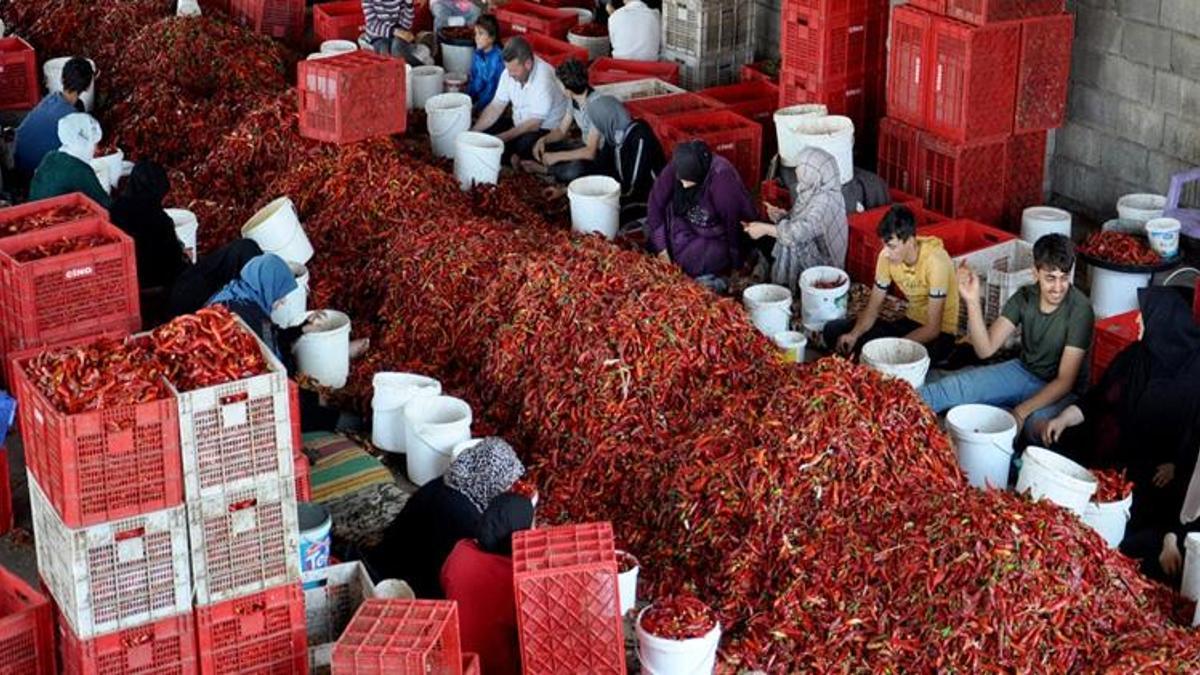 Gaziantep'te üretilip 60 ülkeye gönderiliyor! Kırmızı altın 8 bin kişiye gelir kapısı oldu