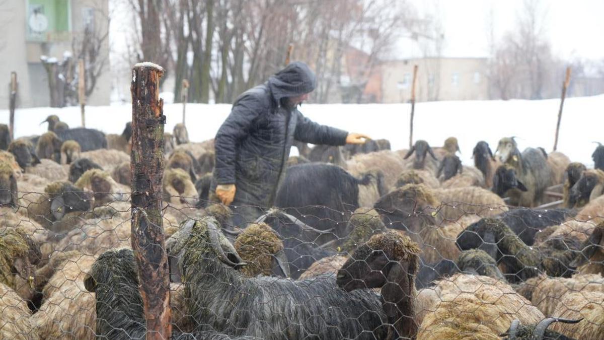 Muş'ta devlet desteğiyle hayvan sayısında rekor artış: Gençler batıya değil, kendi köylerinde hayvancılığa döndü