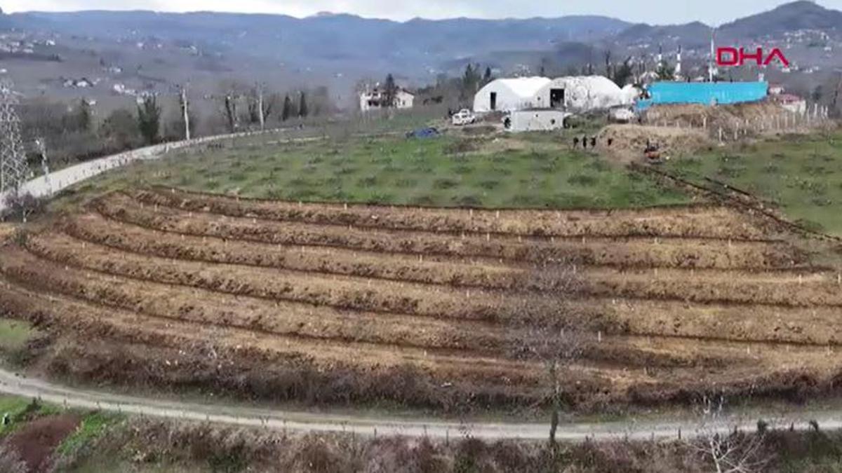 Fındıkta verimi 4 katına çıkaran yöntem Ordu'da denendi: Dekar başına 350 kilo fındık alınacak