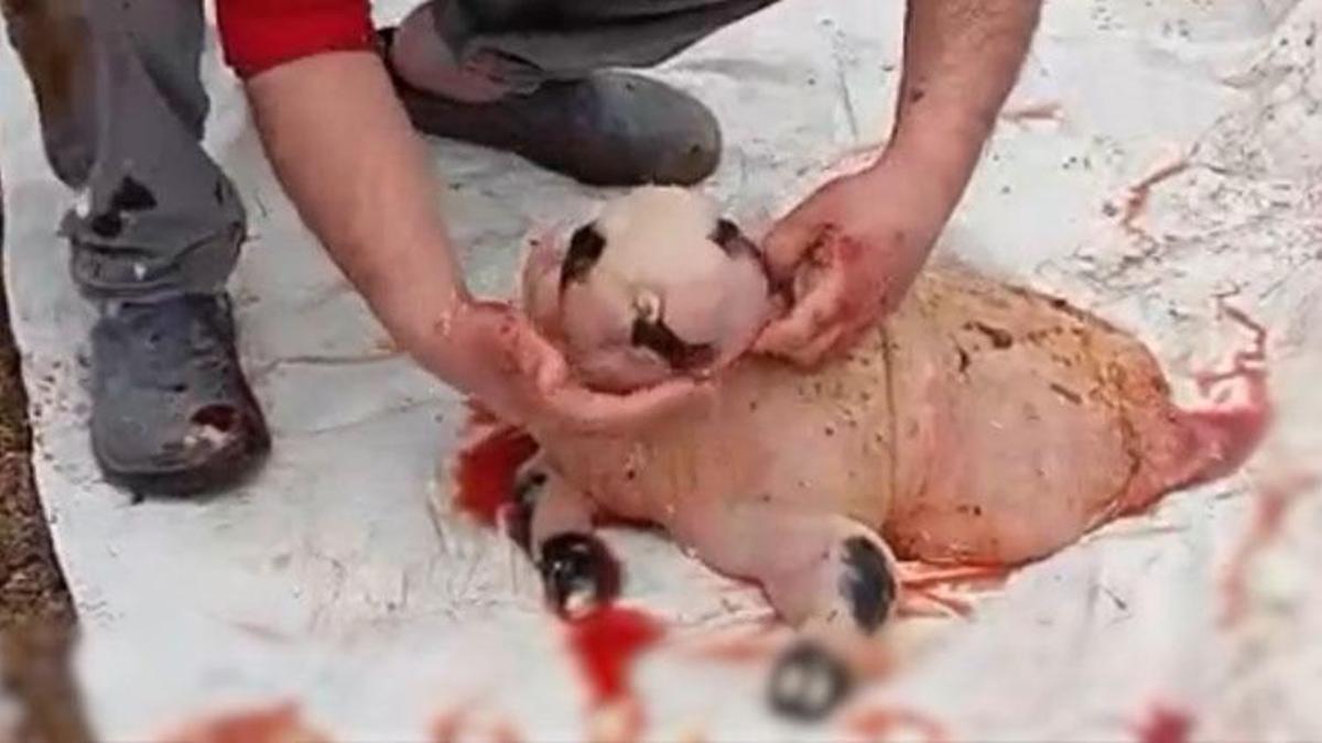 Adilcevaz'da pandaya benzeyen kuzu şaşkınlık yarattı: Binde bir görülen anomali olabilir