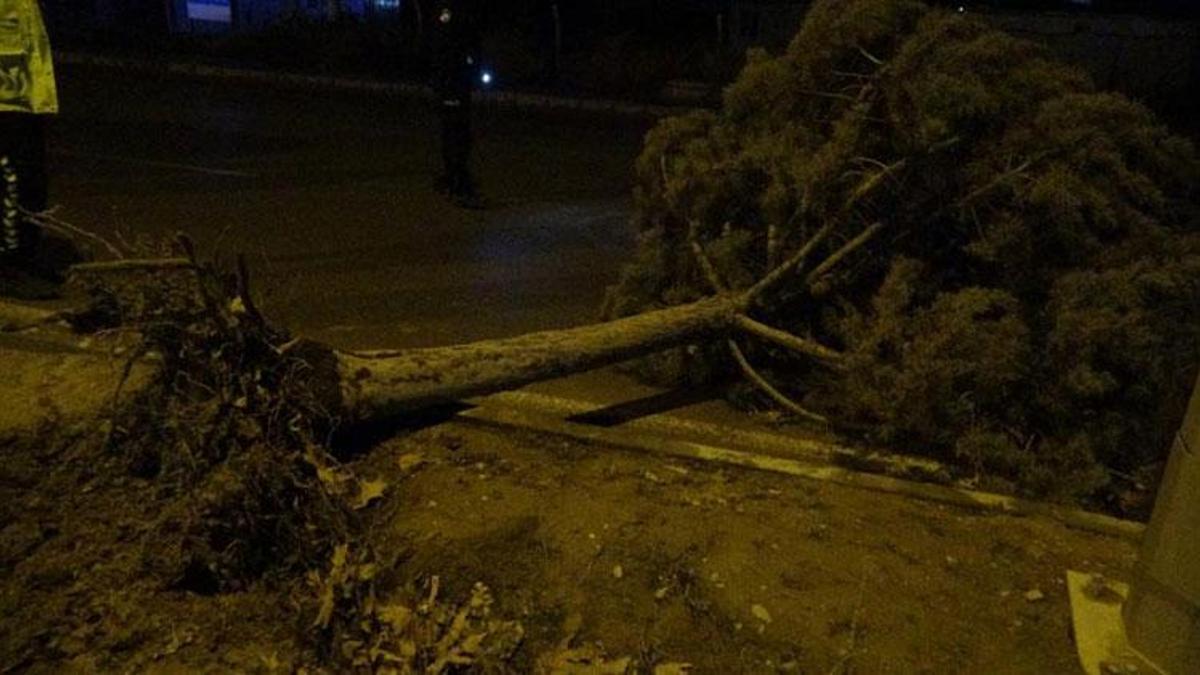 Malatya'da etkili olan fırtına ağaçları kökünden söktü