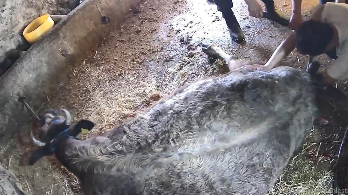 Aydın'da ineğe ekmek bıçağıyla sezaryen skandalı! Veteriner yerine 'anlayan' kişiyi çağırdı, inek canından oldu