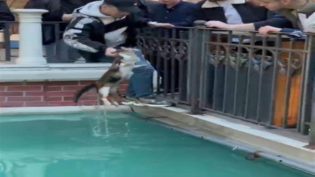 AVM'nin havuzuna düşen kediyi esnaf kurtardı!