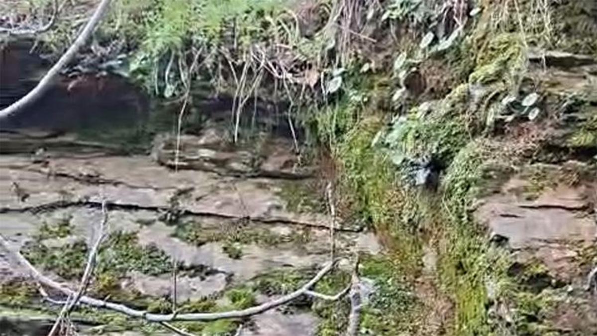 İzmir'de 35 yıl sonra şaşırtan görüntü! Yeniden canlandı