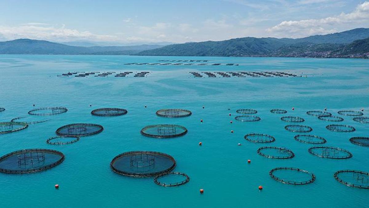Ordu'da fındıktan sonra yeni kazanç kapısı oldu! Rusya, Japonya, İspanya sıraya girdi