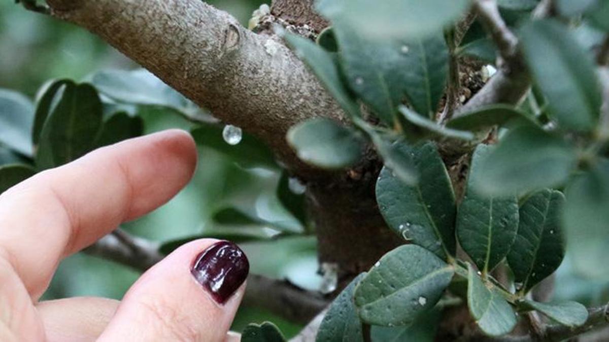 İzmir'de bu ağaçlardan altın damlıyor! Tam 25 bin fidan dikildi, 25 bini ise sırada