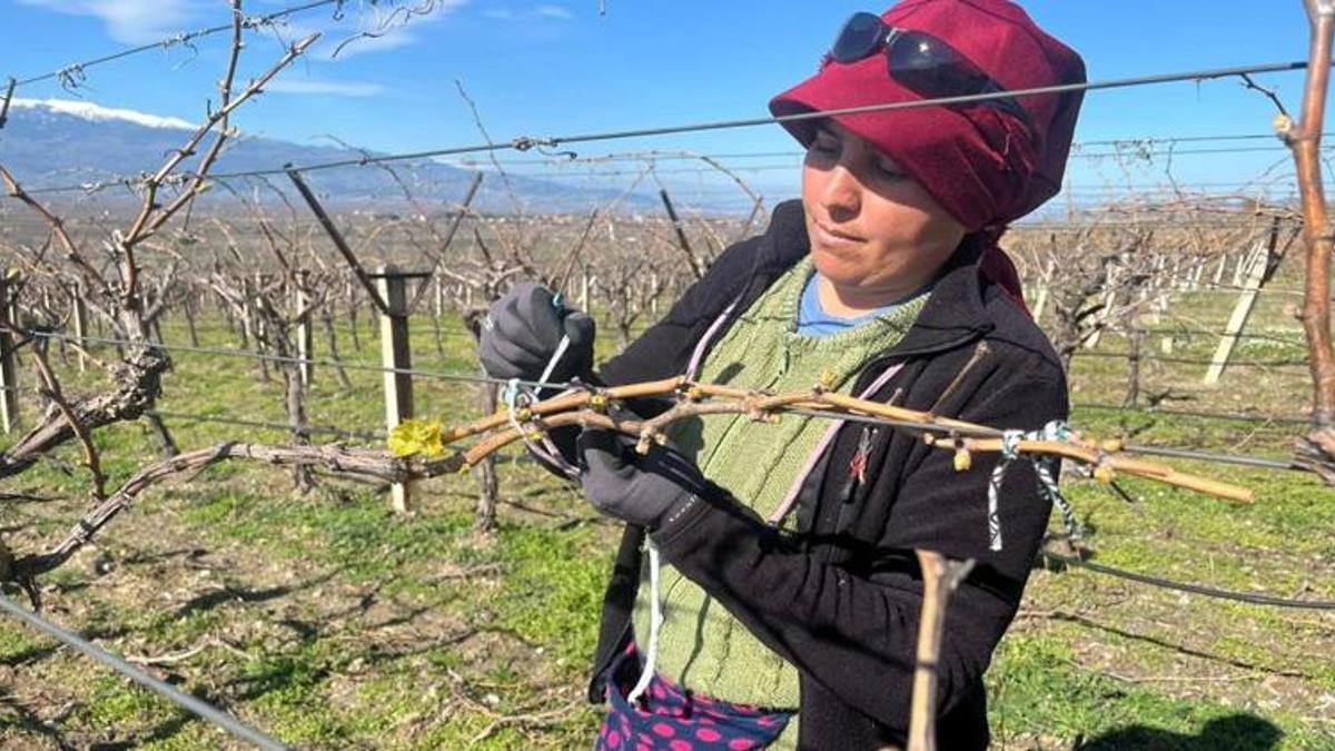 Manisa'da bağlar erken uyandı! Üretici şimdi kara kara Mart ayını düşünüyor